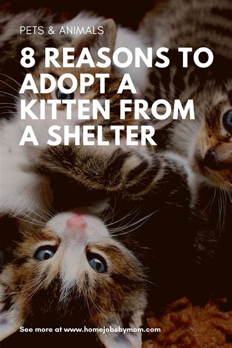 8 Reasons To Adopt A Kitten From A Shelter Kitten Adoption Kitten