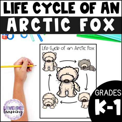 Life Cycle Of An Arctic Fox Activities Worksheets Book Arctic Fox