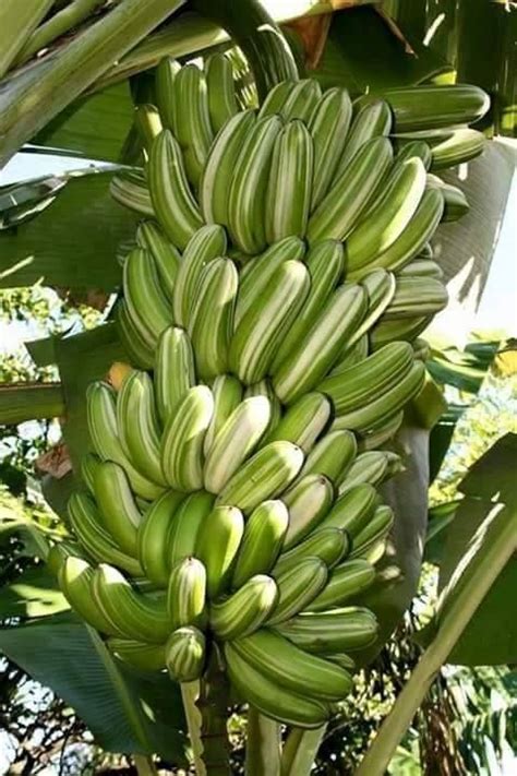 Banana Buah Tanaman Pohon Buah