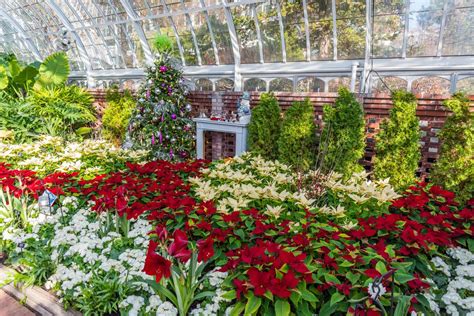 Winter Flower Show And Light Garden Holiday Magic Phipps