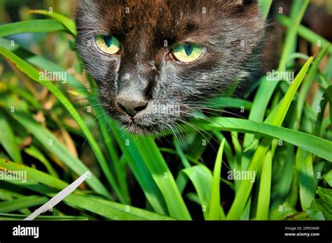 Schwarze Katze Aberglaube Hi Res Stock Photography And Images Alamy