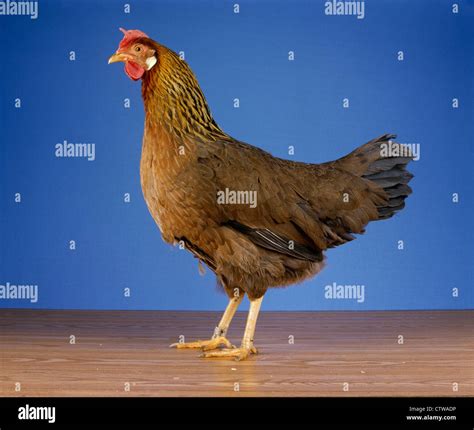 Brown Leghorn Chickens