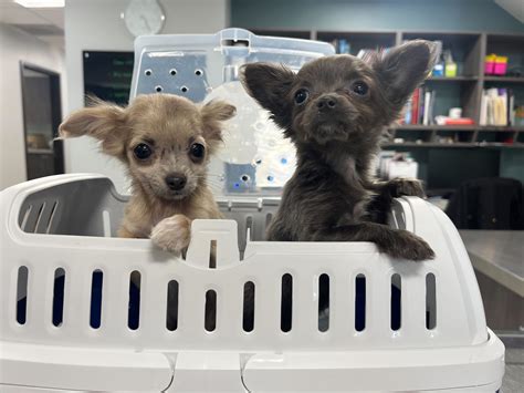 Ralph’s Photo Corner | DeWitt Veterinary Hospitals, P.C.