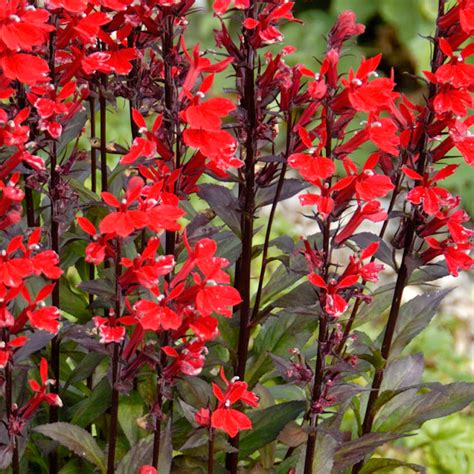 Buy Lobelia Queen Victoria Cardinal Flower J Parkers