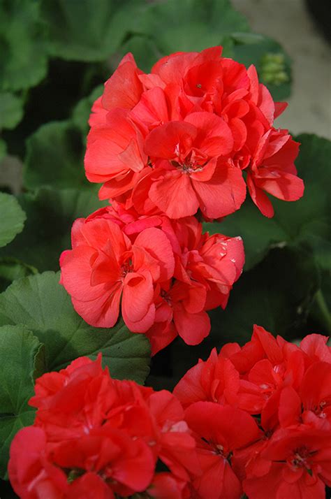 Patriot Watermelon Geranium Pelargonium Patriot Watermelon In