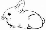 Coloring Bunny Popular sketch template