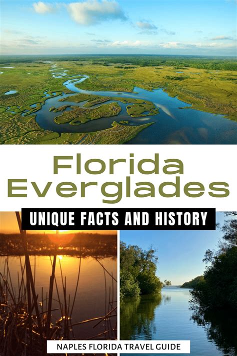 Discover The Florida Everglades Facts Fun And Fascinating History