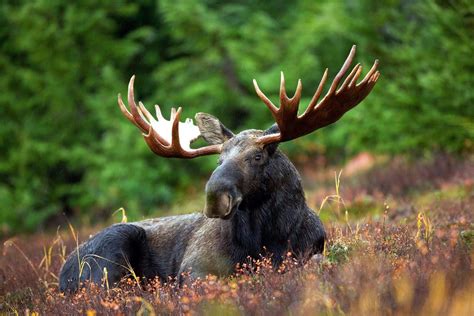 21 Pictures Of Wonderful Animals Youll Find In Canada