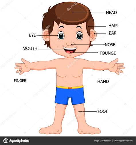 Boy Body Parts Diagram Poster Stock Vector Image By ©hermandesign2015
