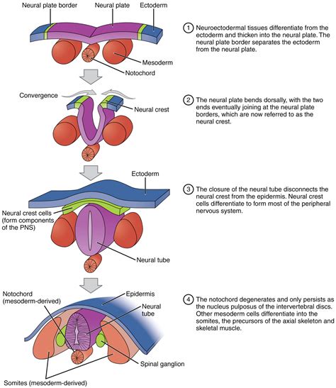 Embryonic Development Fundamentals Of Anatomy And Physiology