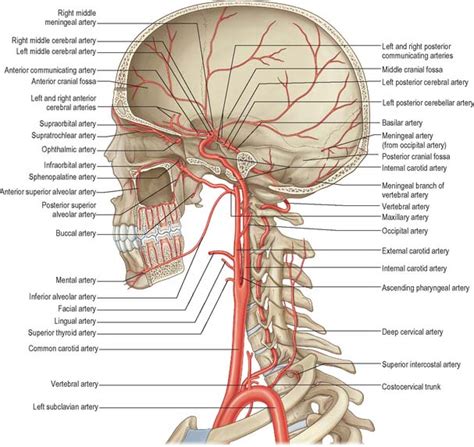 Arteries In Neck And Head Nerves And Arteries Of Head And Neck Anatomy Branches In The