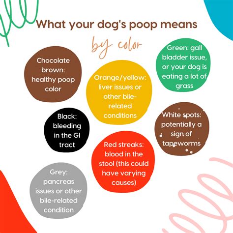 7 Dog Poop Meanings Types Of Dog Poop Guide Pupford