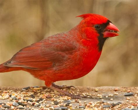Cardinal Photo From The Ohio Nature Blog State Birds Bird Ohio