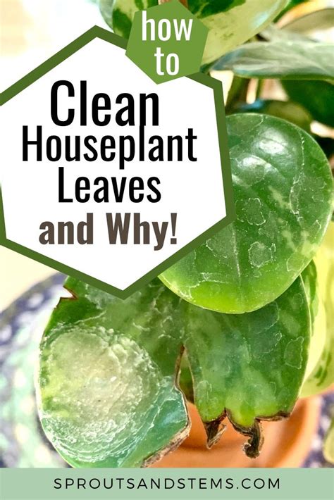 How To Clean Your Plants Leaves To Keep Them Healthy Plant Care