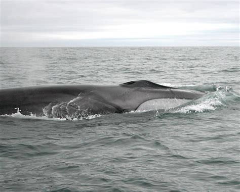 Fin Whale Balaenoptera Physalus Irelands Wildlife