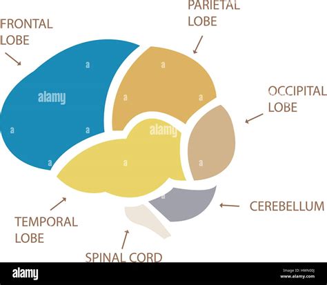 Cross Section Of Brain Stock Vector Images Alamy