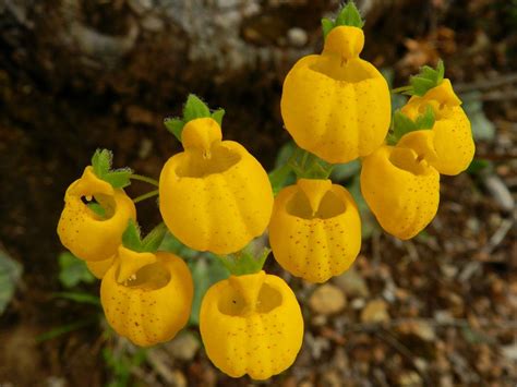 Calceolaria Corymbosa Flowers Plants And Gardens