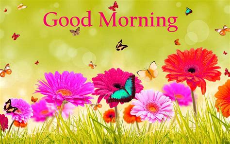 Good morning wishes with floral backgrounds. 157+ Good Morning Flowers Images Photos Pics HD Download Here