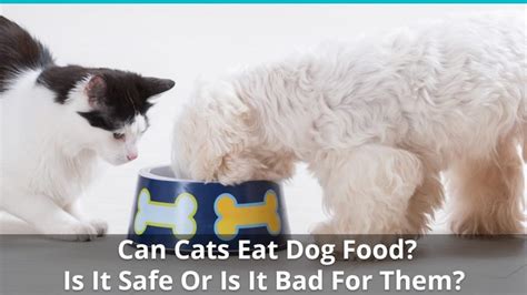 Can Cats Eat Dog Food Is It Safe Or Bad For Them