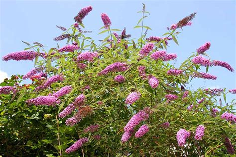 How To Grow Butterfly Bush Buddleia Gardeners Path
