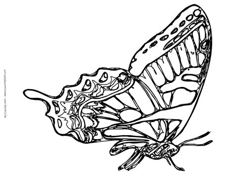 This darker coloring is more common in the southern u.s. Swallowtail Butterfly coloring, Download Swallowtail ...