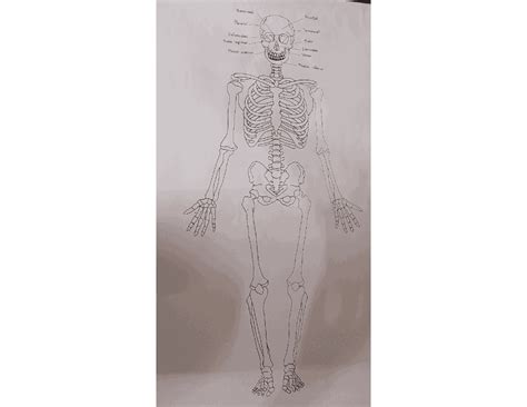 Osteologia Introducción Esquemas Y Mapas Conceptuales De Anatomía