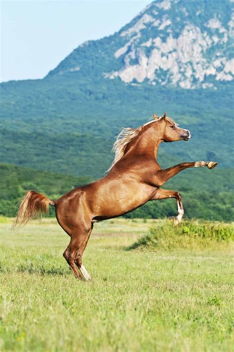 8 Things You May Not Have Known About Arabian Horses Arabian Horse