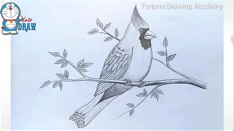 How to draw von scott robertson bei thalia entdecken How to draw Cardinal Bird | Pencil Drawing - YouTube