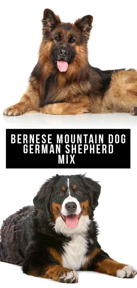 Bernese Mountain Dog German Shepherd Mix A Complete Guide