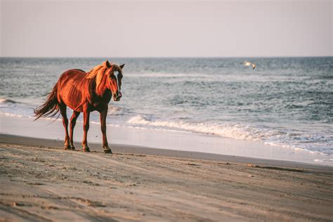 Outer Banks Wild Horses Qc Exclusive