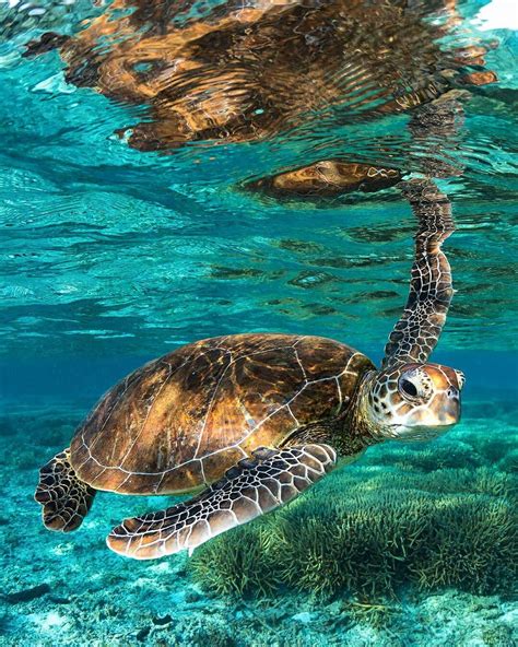 Sea Turtle Sea Turtle Pictures Beautiful Sea Creatures Save The Sea