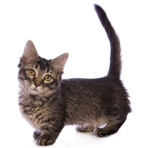 Munchkin Cat Breed Profile Personality Facts