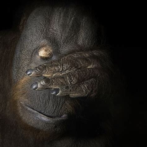 Orangutan Portraits Capture The Humanity Of The Critically Endangered