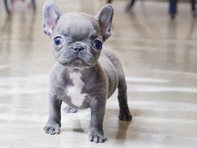 Teacup french bulldogs make perfect companion dogs because of their ability to love and be loyal quickly. mini blue teacup french bulldog puppies | French bulldog ...