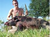 Pictures of Hog Hunting Outfitters In Kentucky
