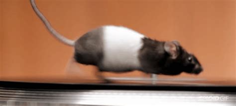 Watch These Hamsters And Mice Have Fun On A Turntable