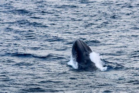 Explaining The Blue Whale Research Onboard The Tangaroa Niwa