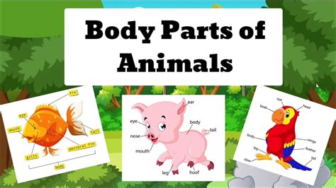 Body Parts Of Animals English Learning For Kids Youtube