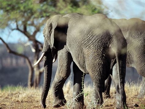 Gambar Hewan Gajah