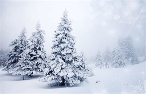 Photo Winter Nature Christmas Tree Snow Seasons