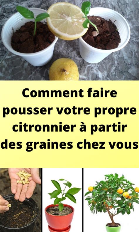 Comment faire pousser votre propre citronnier à partir des graines chez