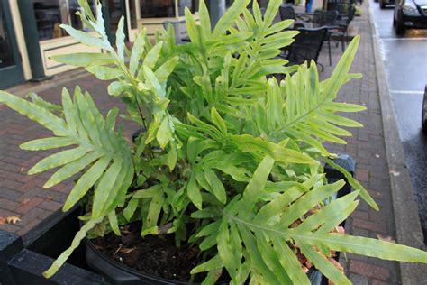 Shipping containers and storage containers for sale in the uk, suitable for storing goods and for modifications. Garden Containers in Madison, Georgia: Blue Crisp Fern ...