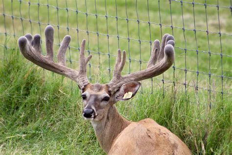 M3 Whitetails Voodoos Magic Son Deer Breeder In Texas Whitetail