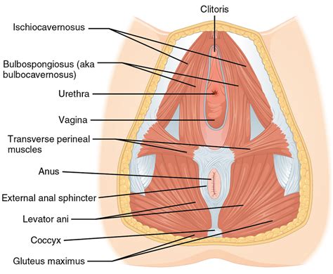 Perineum Anatomy Pussy Gif