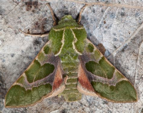 Pacific Green Sphinx Moth Proserpinus Lucidus Bugguidenet
