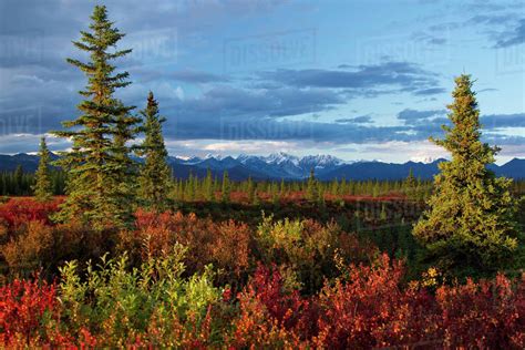 Scenic View Of The Alaska Range And Fall Colored Boreal Forest As Seen