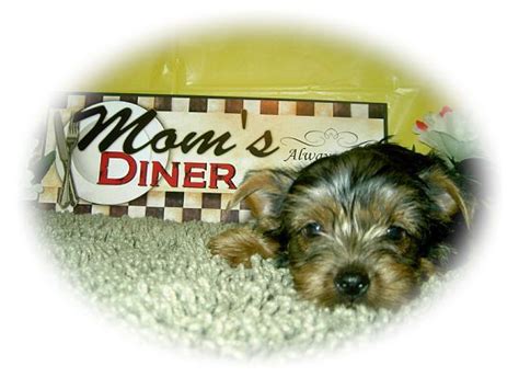 yorkie puppies for sale adoption from cincinnati ohio classifieds usa 119010