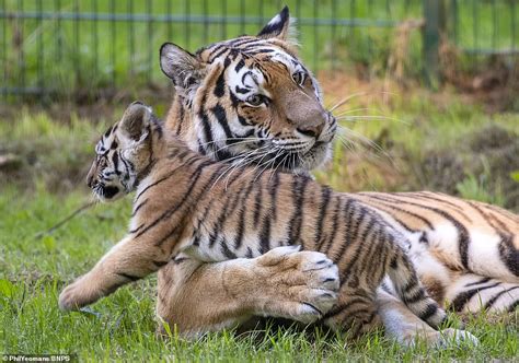 Amur Tiger Cubs Pounce And Play Fight With Their Mother As They Venture