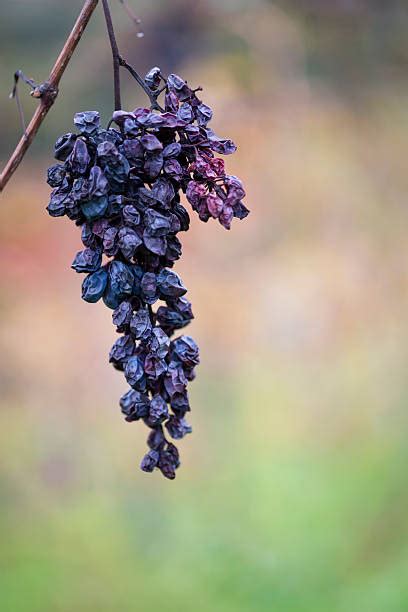 Dried Grape Stock Photos Pictures And Royalty Free Images Istock