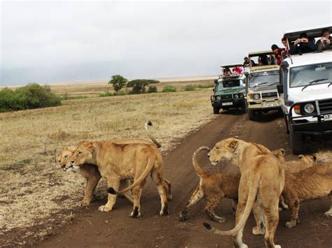 4 Days Amazing Kenya Safari By East Africa Safari Bookers With 18 Tour